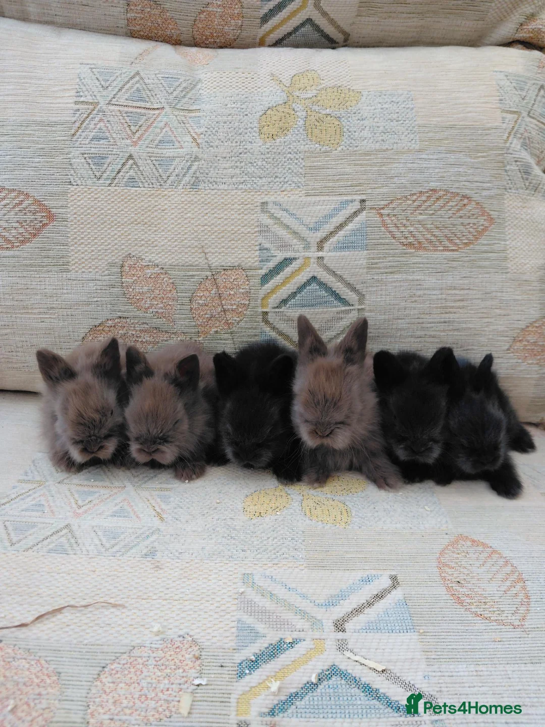 Lionhead rabbits for sale: Beautiful DM Lionheads  - Advert 3