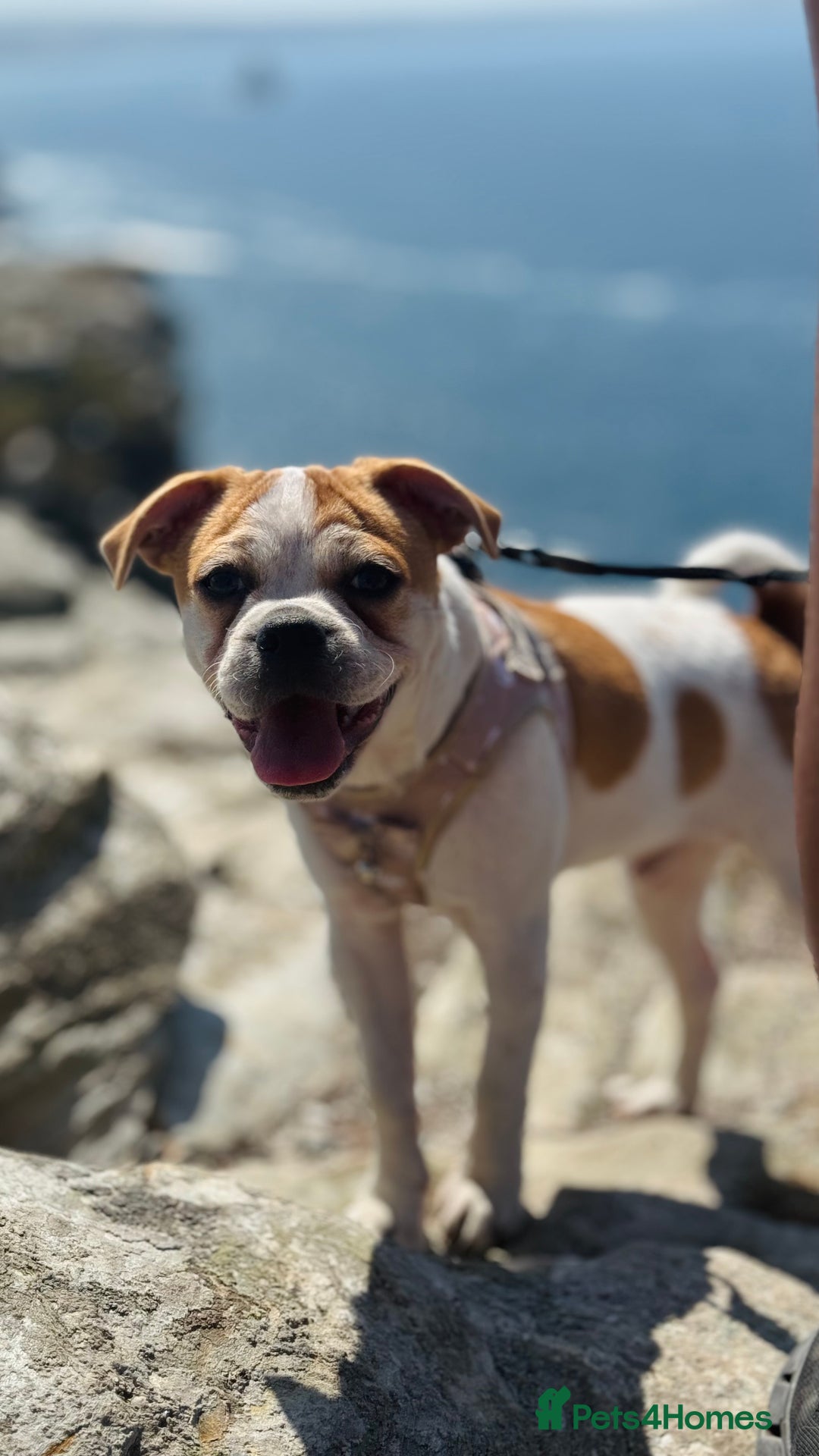 Mixed Breed dogs for sale:  Loving Home Needed for My Puppy - Advert 1