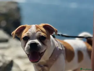 Mixed Breed dogs Loving Home Needed for My Puppy - Advert 16