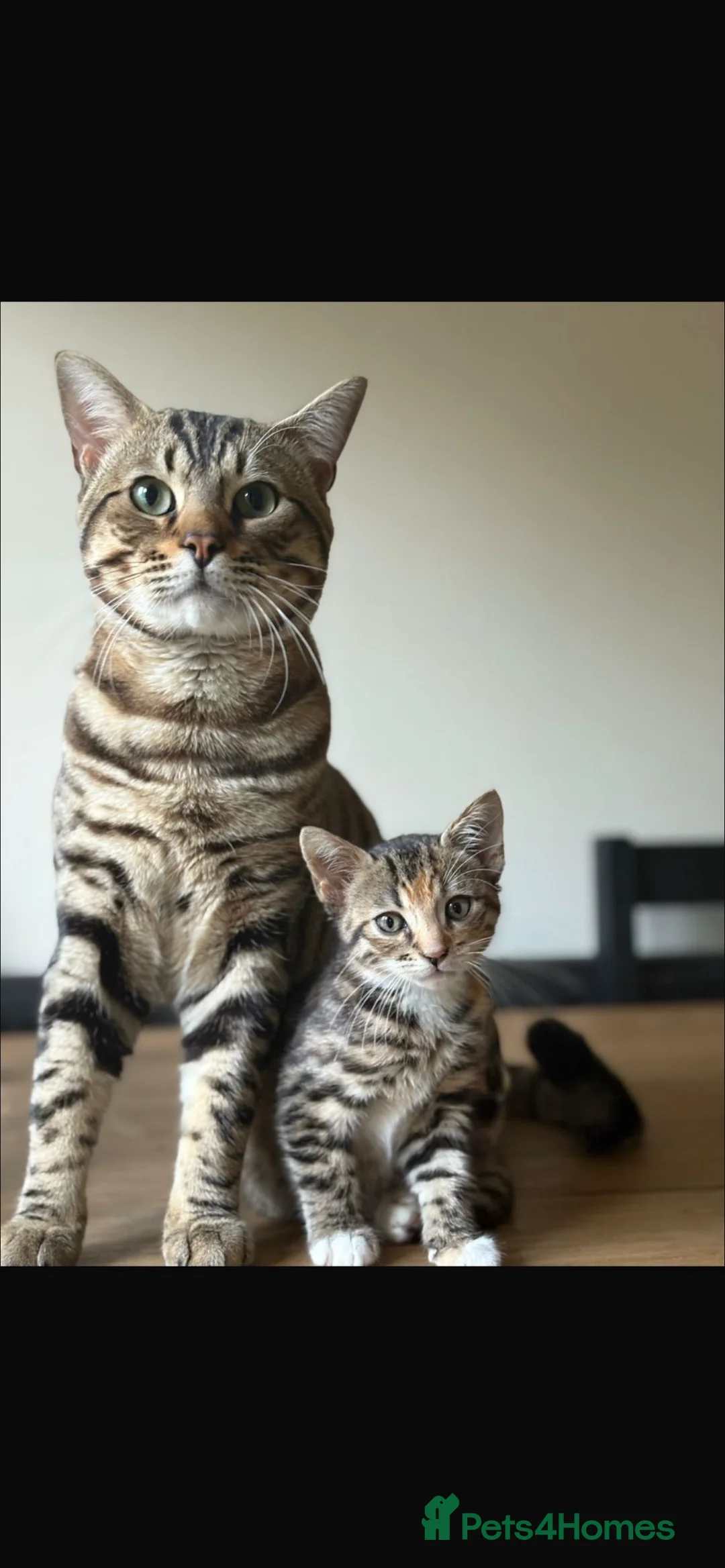 Bengal cats for sale: Meet Jeff and Janet  - Advert 1