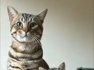 Bengal cats Meet Jeff and Janet - Advert 1