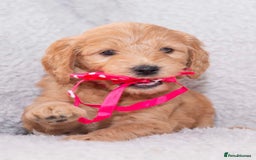 Goldendoodle dogs for sale: Goldendoodles ready in 1 weeks, Beautiful babies. - Image 14