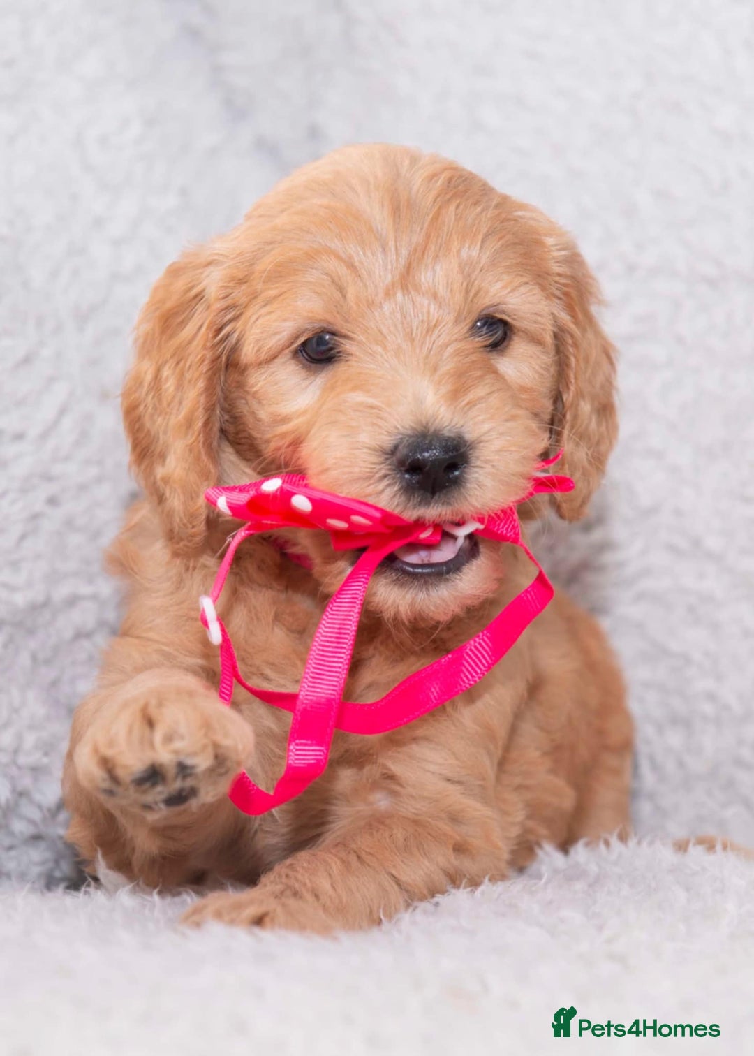 Goldendoodle dogs for sale: Goldendoodles ready in 1 weeks, Beautiful babies. - Image 14
