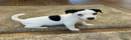 Jack Russell dogs for sale: Jack Russell - Advert 5