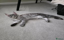 Maine Coon cats for sale: Maine Coon Kitten - Image 3
