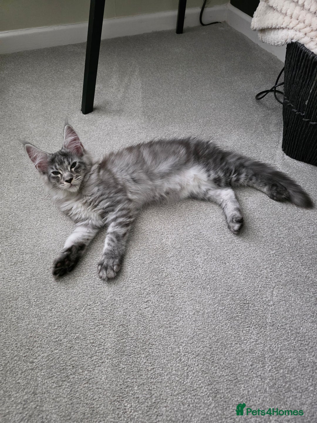 Maine Coon cats for sale: Maine Coon Kitten - Image 3