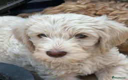 Labradoodle dogs for sale: Beautiful Puppies Ready for the Summer Holidays - Image 3