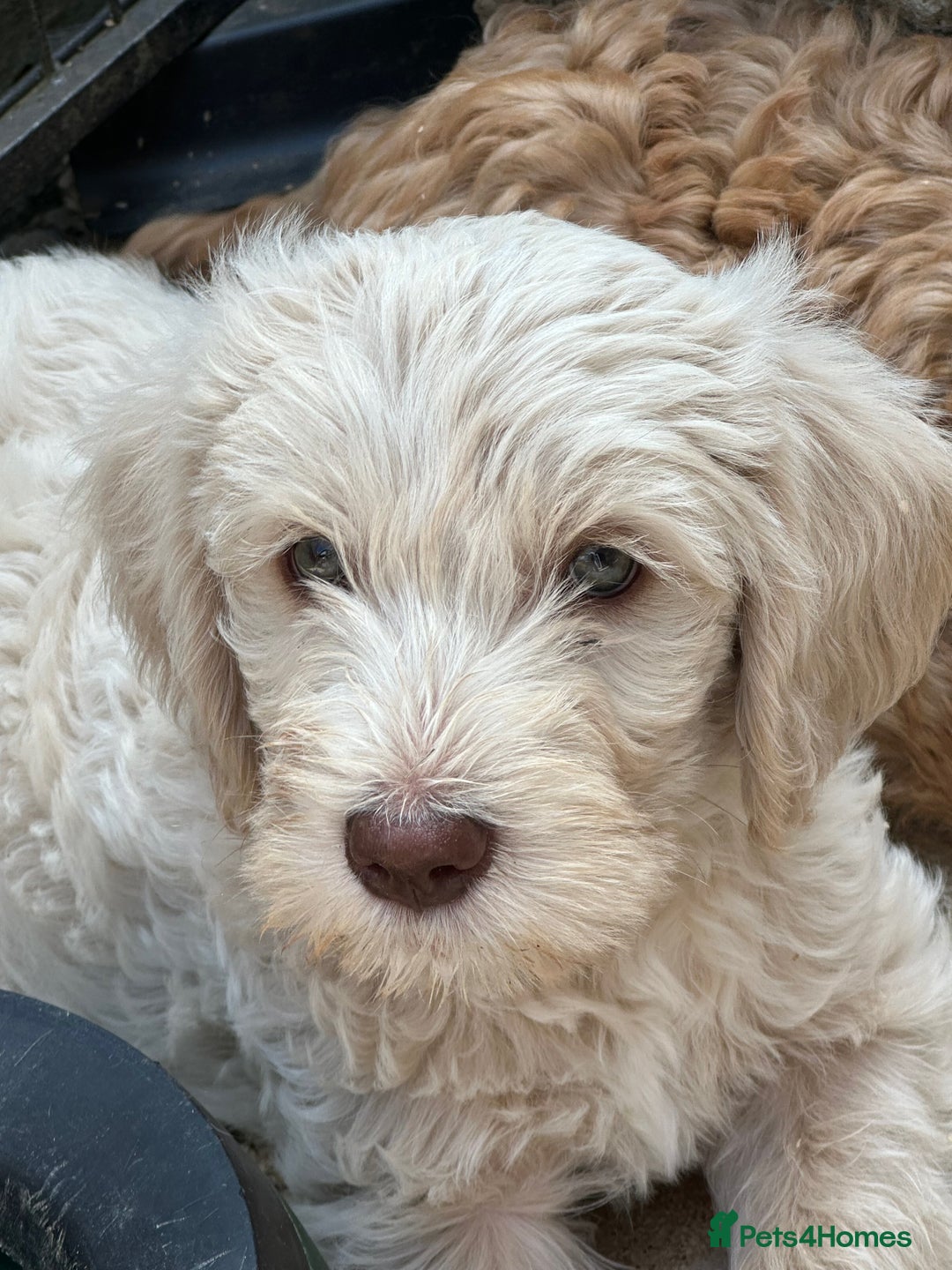 Labradoodle dogs for sale: Beautiful Puppies Ready for the Summer Holidays - Image 3