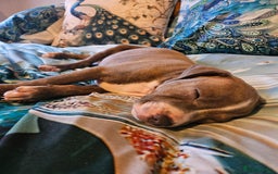 Staffordshire Bull Terrier dogs for sale: RARE CLASSIC MARKINGS - Image 21