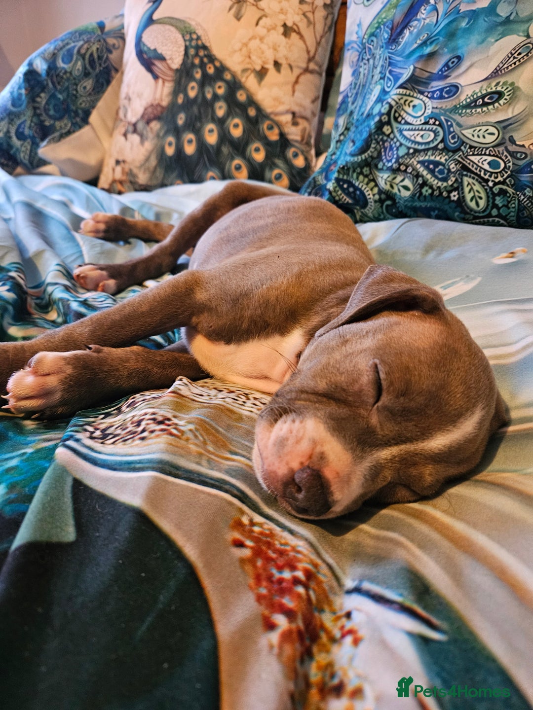 Staffordshire Bull Terrier dogs for sale: RARE CLASSIC MARKINGS - Image 21