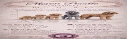 Standard Poodle dogs for sale: Rarely seen in UK - Moyen Poodle - Advert 19