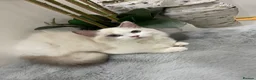 Ragdoll cats for sale: Tica registeredChampion breed Ragdoll kittens - Advert 7