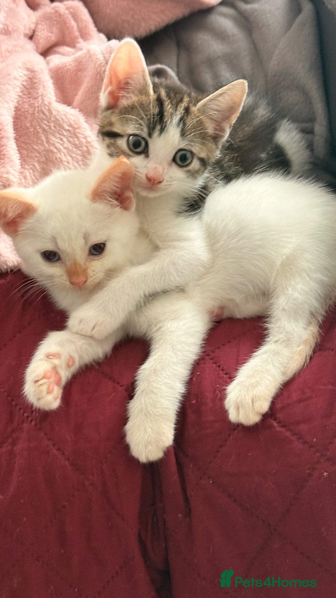 Mixed Breed cats ready for pickup - Advert 19