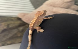 Gecko reptiles for sale: Crested geckos adults and baby’s  - Image 14