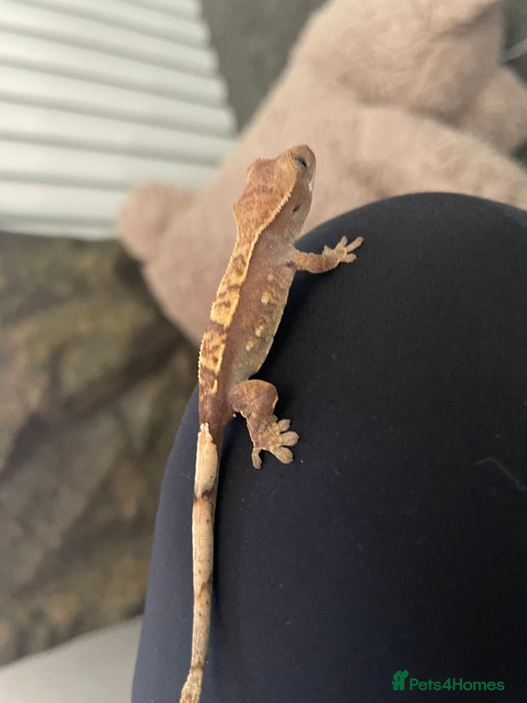 Gecko reptiles for sale: Crested geckos adults and baby’s  - Image 14