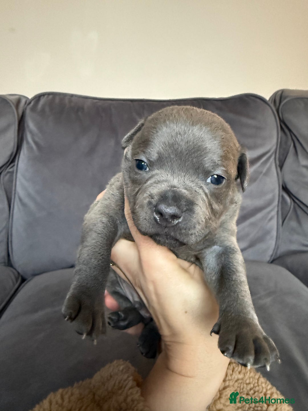 Staffordshire Bull Terrier dogs for sale: 🏆Blue staffordshire puppies ⭐️Ready  **  Eve - Advert 12