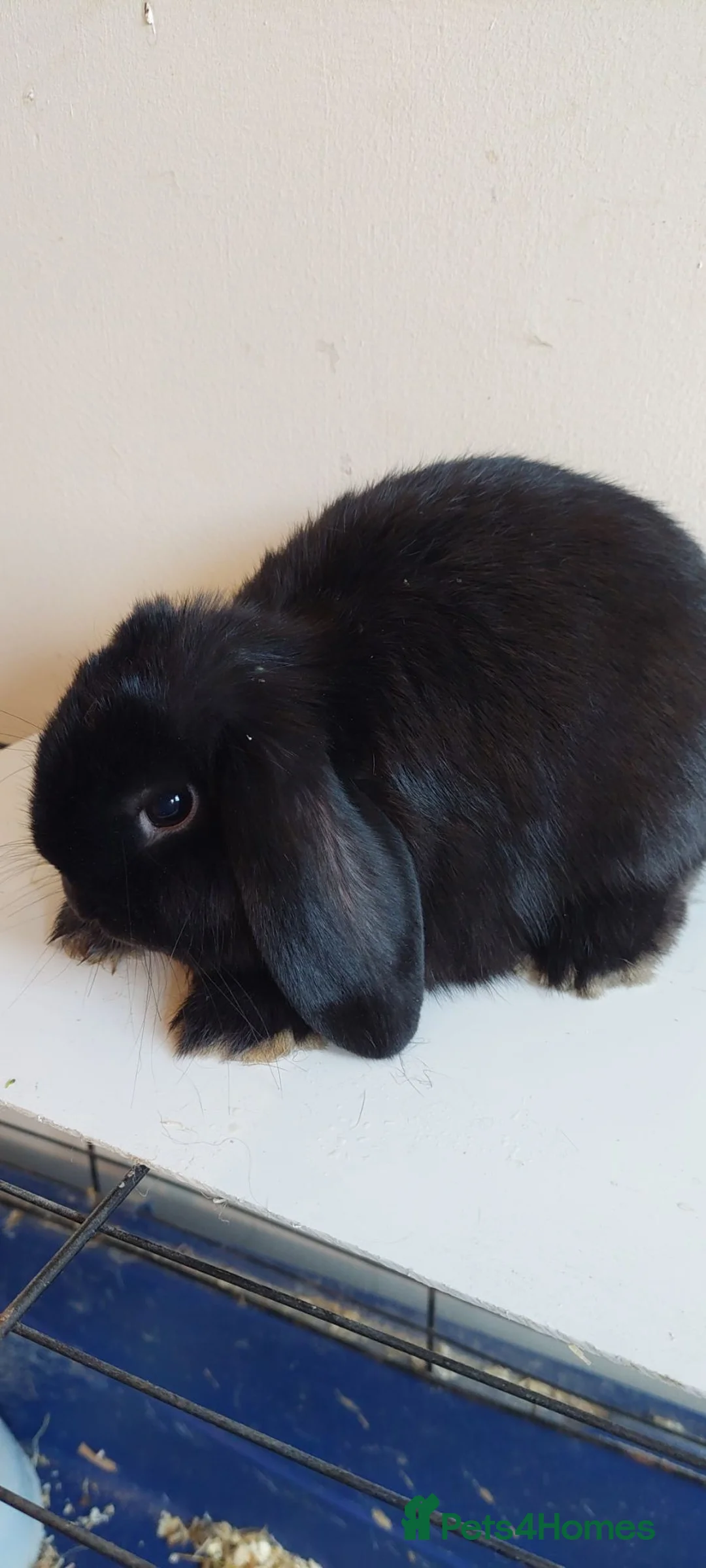 Mini Lop rabbits for sale: Minilop young bucks and does  - Advert 15