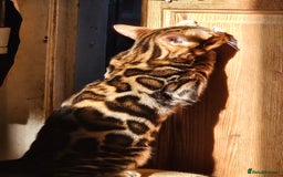 Bengal cats for sale: Brown Rosetted TICA Bengals Ready Now - Advert 2