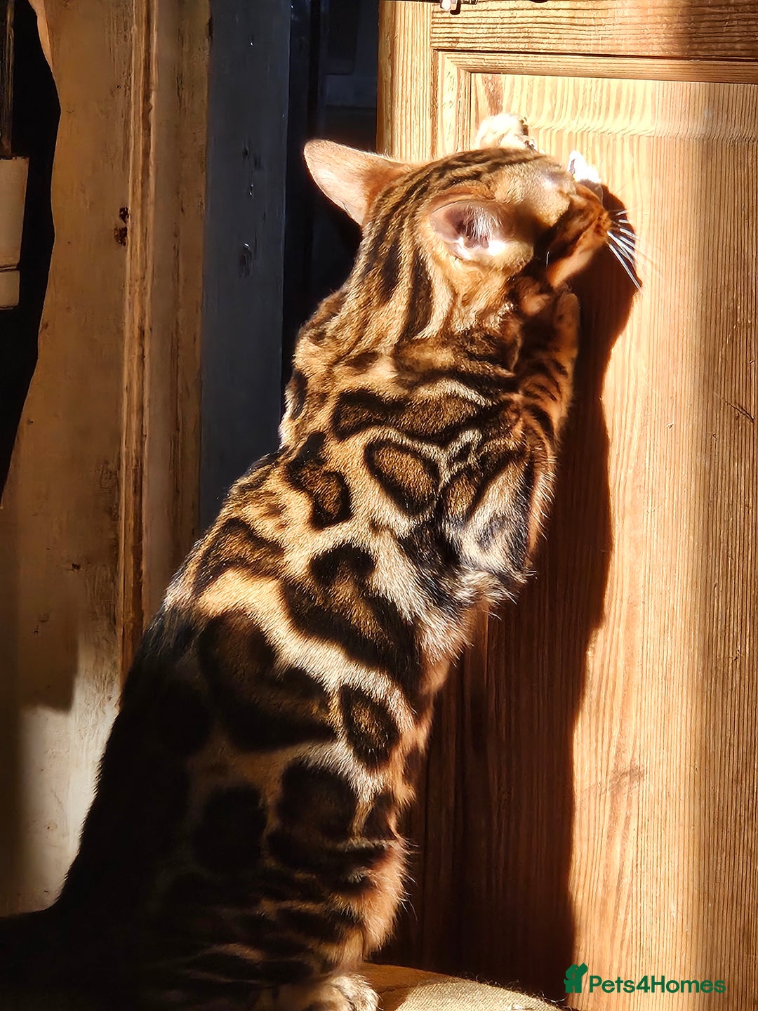 Bengal cats for sale: Brown Rosetted TICA Bengals Ready Now - Advert 2