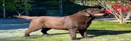 Labrador Retriever dogs for stud: CANEK (MEX IMP) CHOCOLATE LABRADOR STUD - Advert 12