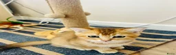 Scottish Fold cats for sale: BEAUTIFUL KITTENS LOOKING FOR THEIR FOREVER HOMES! - Advert 6