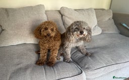 Poodle dogs for stud: Kc Fox red toy poodle for stud  - Image 27