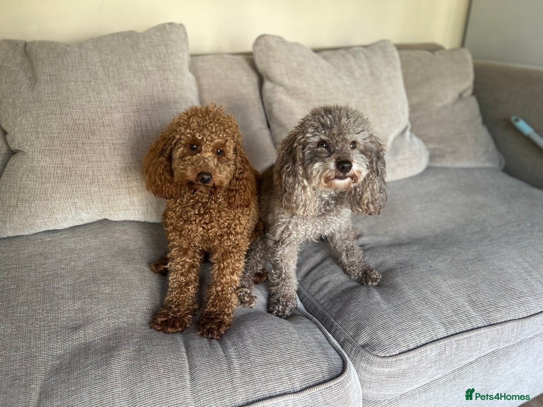 Poodle dogs for stud: Kc Fox red toy poodle for stud  - Image 27