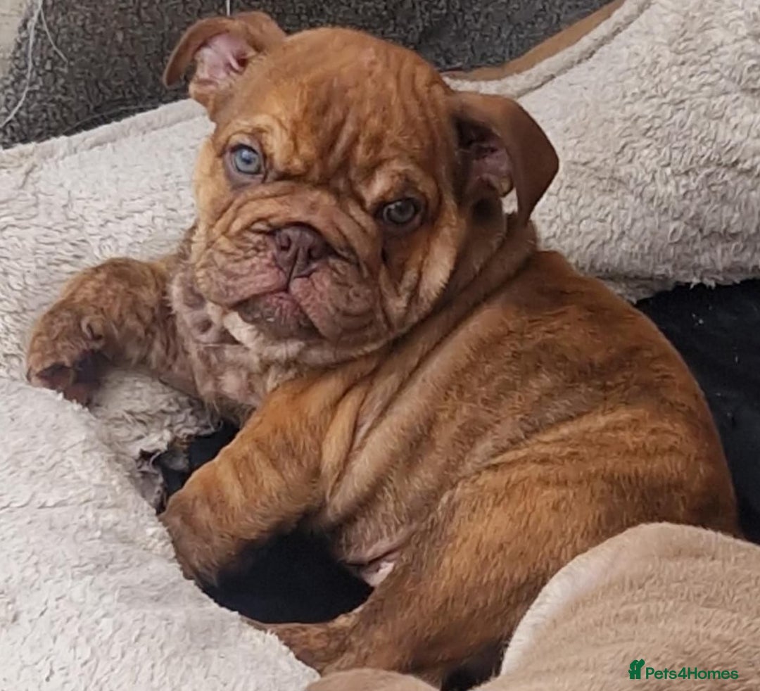 English Bulldog dogs for sale: ADORABLE ENGLISH BULLDOG PUPPYS  - Image 4