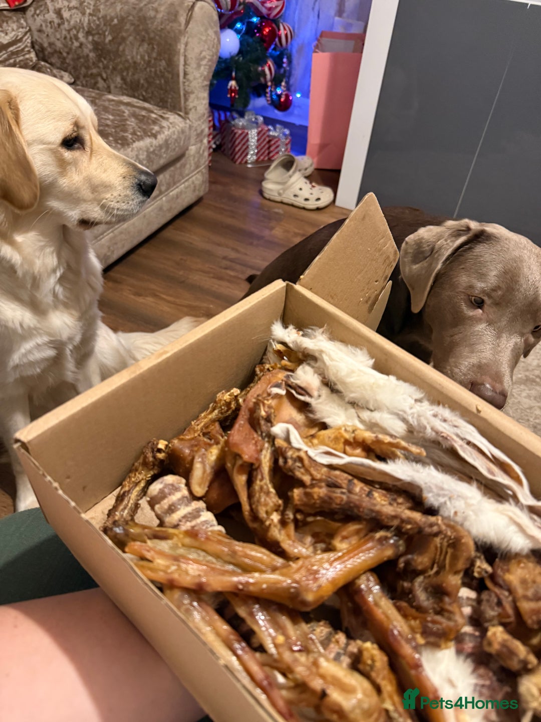 Golden Retriever dogs for sale: Golden retriever and silver lab - Advert 5