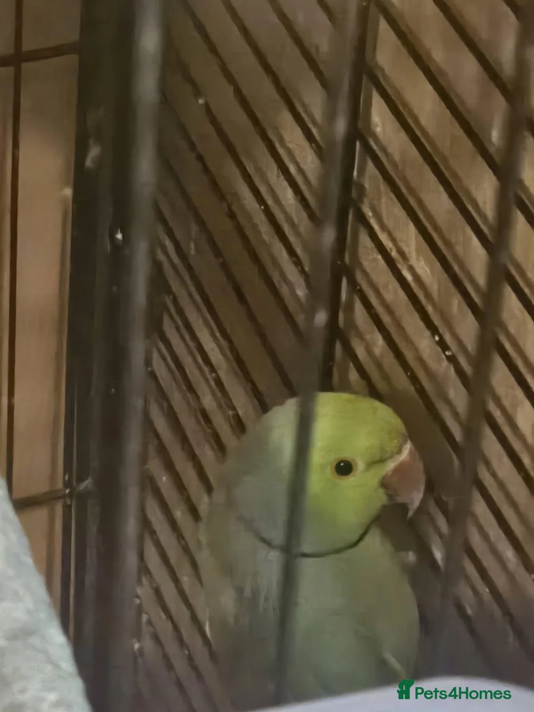Ringnecks birds for sale: group of 3 green ringnecks - Advert 3