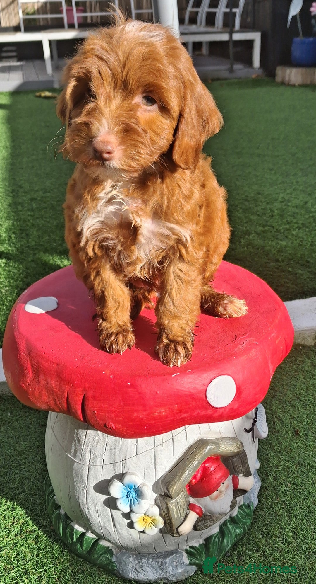 Cockapoo dogs for sale: ** LAST ADORABLE CURLY BLACK & WHITE COCKAPOOS **  - Advert 24