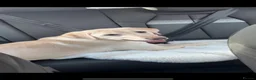Labrador Retriever dogs for sale: Are beautiful girl Luna - Advert 1