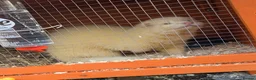 Ferret rodents for sale: Ferret kits - Advert 4