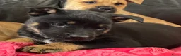 Mixed Breed dogs for sale: German shepherd x Staff litter - super friendly - Advert 17