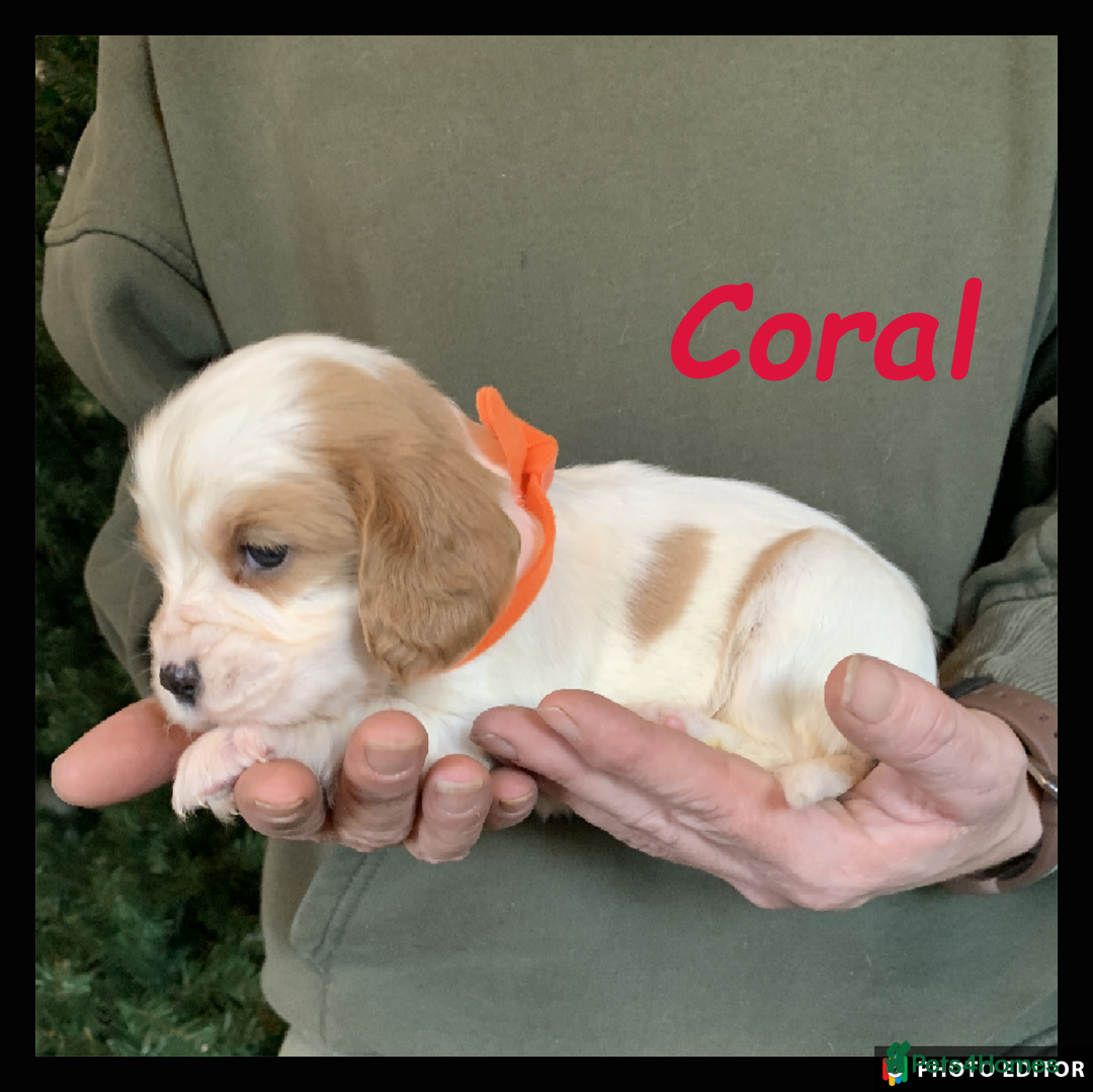 Cockalier dogs for sale: Beautiful Cockalier Pups – Loving Homes Await - Advert 12