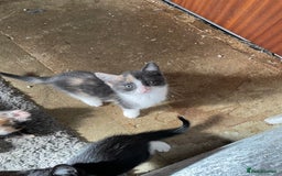 Mixed Breed cats for sale: 3 females - Image 13