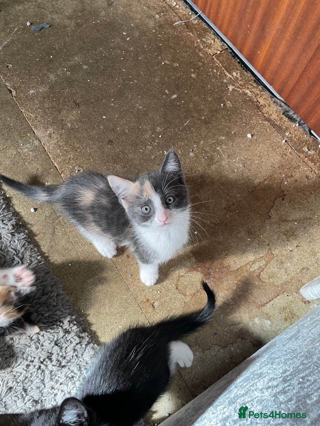 Mixed Breed cats for sale: 3 females - Image 13