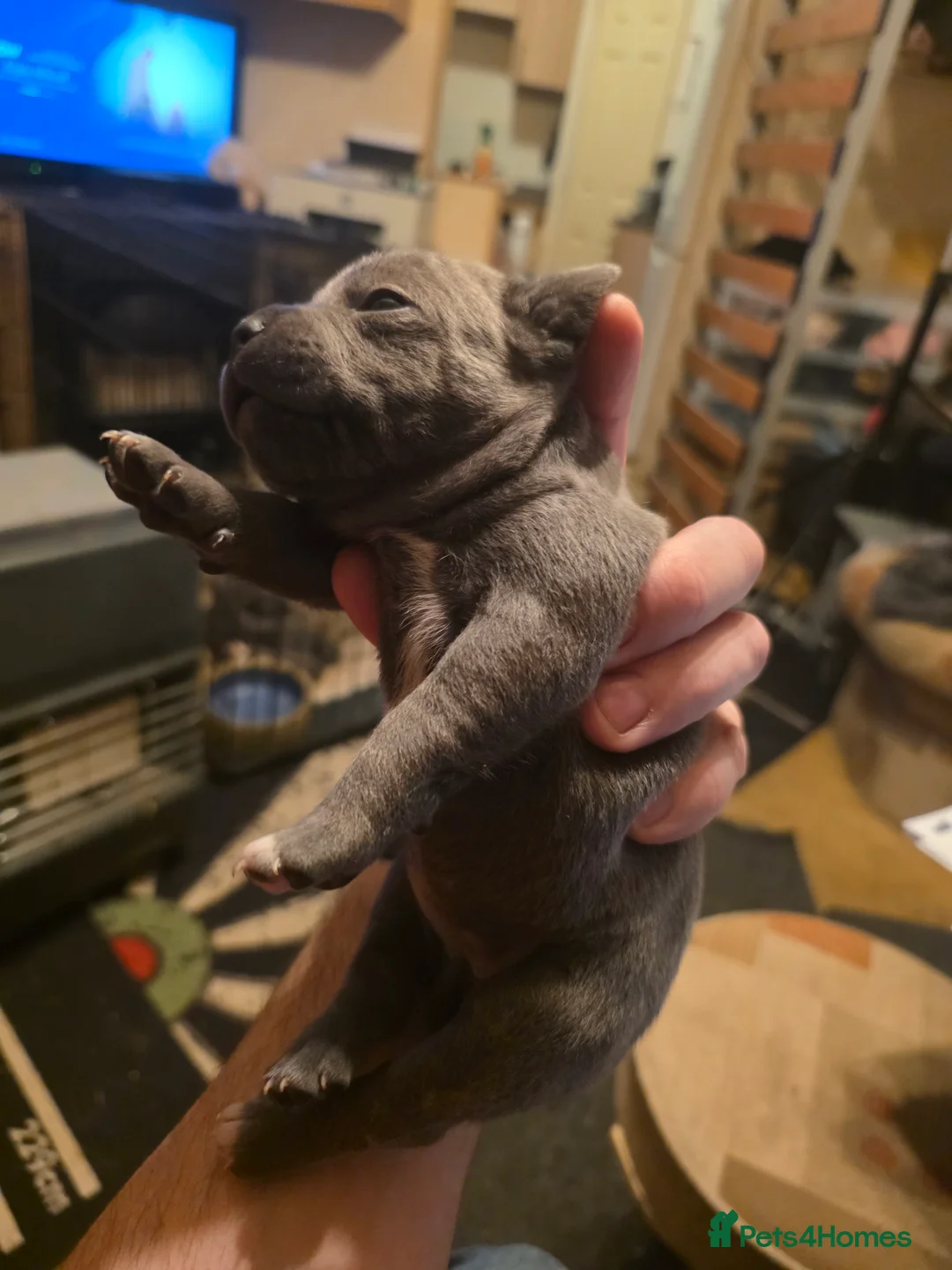 Staffordshire Bull Terrier dogs for sale: Blue Staffordshire Bull Terrier - Advert 23