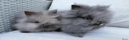 Lionhead rabbits for sale: 2 Double mane lion-head for sale last two boys  - Advert 9