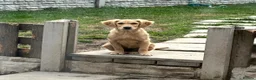 Golden Retriever dogs for sale: Stunning female golden retriever  - Advert 8