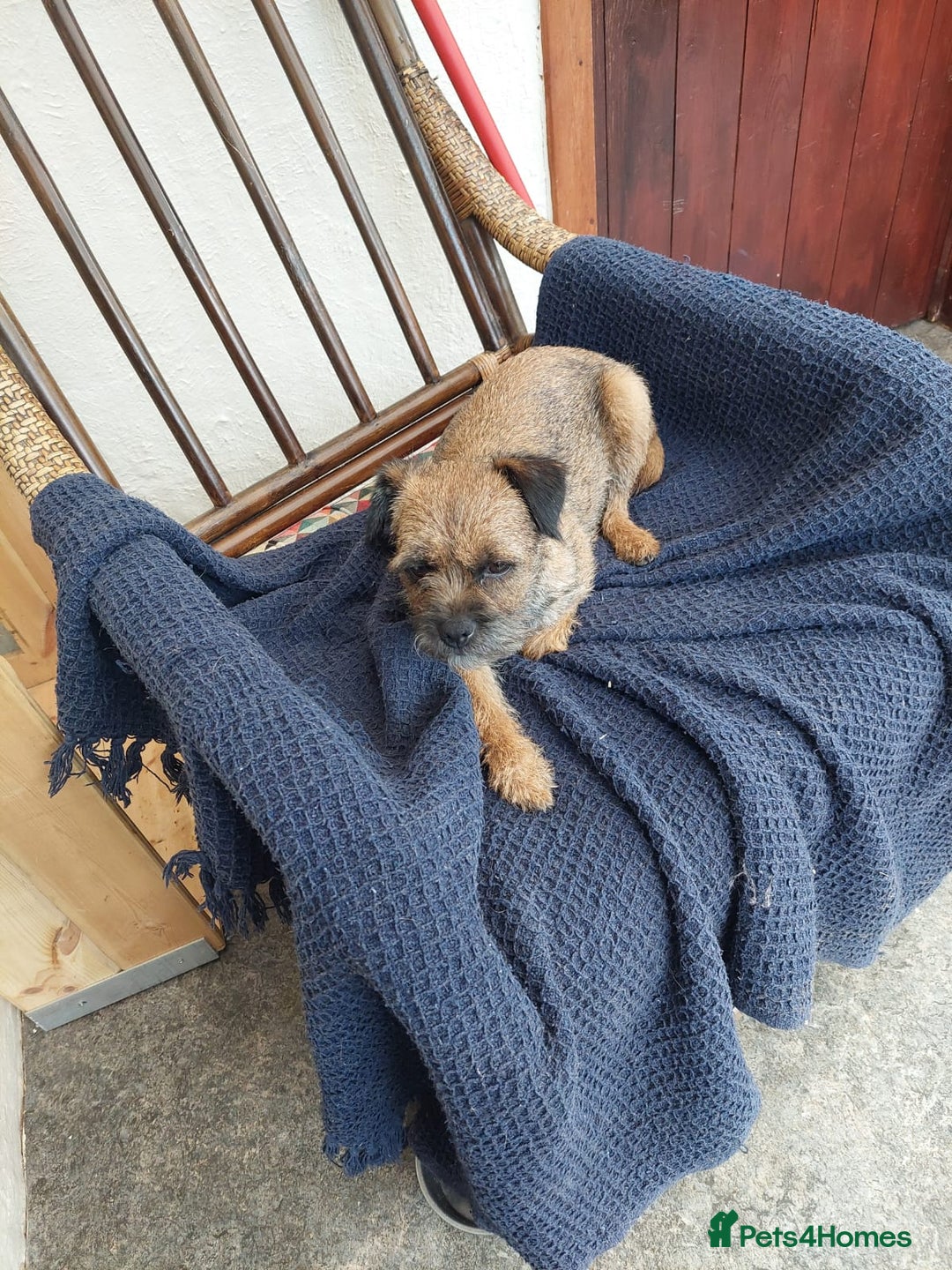 Border Terrier dogs for sale: Adorable Border Terrier pups for sale  - Advert 2