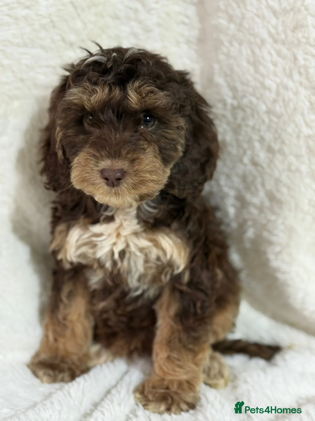 Cockapoo dogs for sale: F1 sable red and apricot Cockapoo puppies - Advert 1