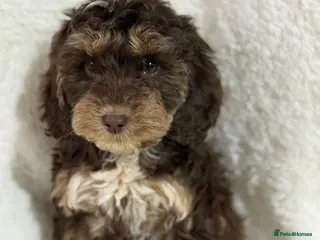 Cockapoo dogs F1 sable red and apricot Cockapoo puppies - Advert 8