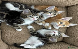 Mixed Breed cats for sale: BEAUTIFUL KITTENS - Image 11