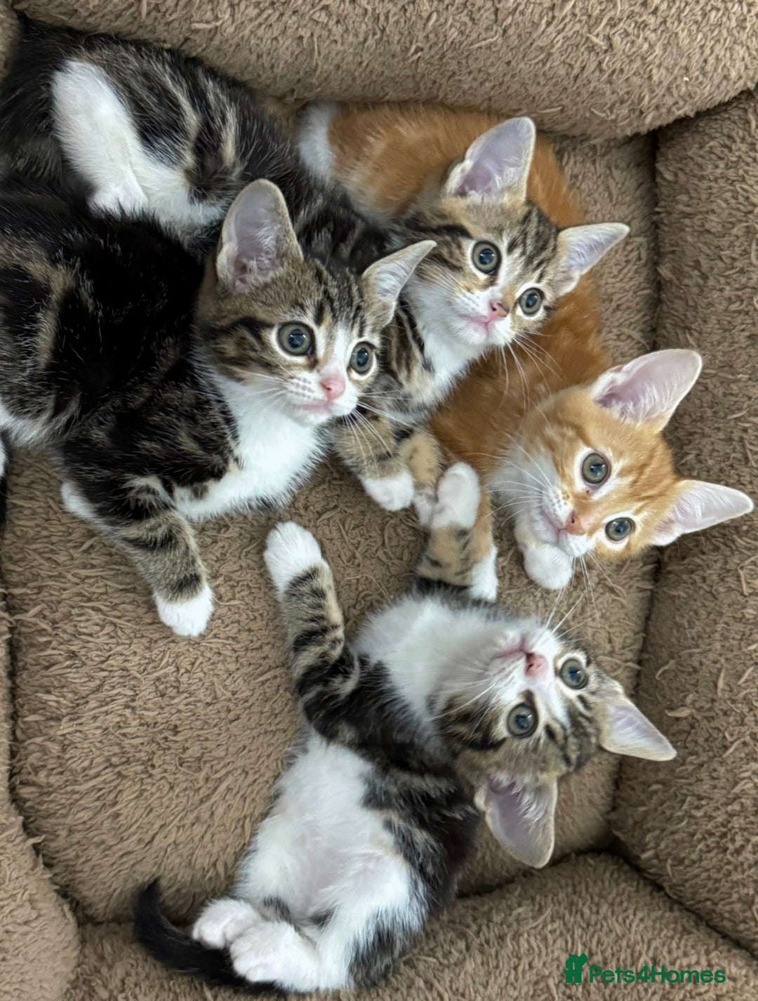 Mixed Breed cats for sale: BEAUTIFUL KITTENS - Image 11