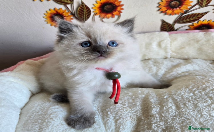 Ragdoll cats - Advert 7