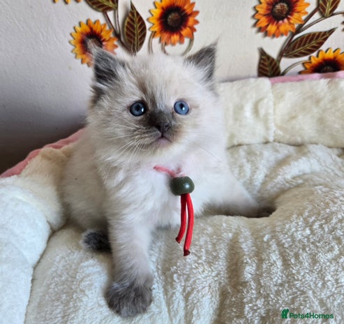 Ragdoll cats - Advert 7
