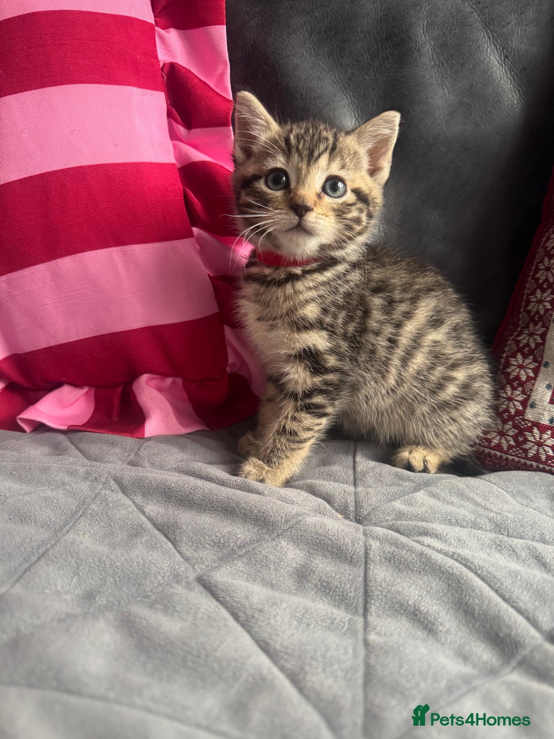 Mixed Breed cats for sale: Kittens needing loving homes  - Advert 3