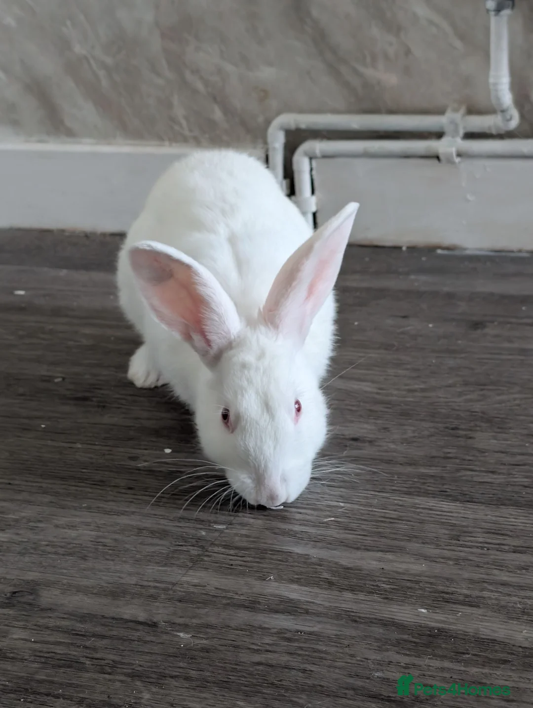 Mixed Breed rabbits for sale: Carol - Advert 2