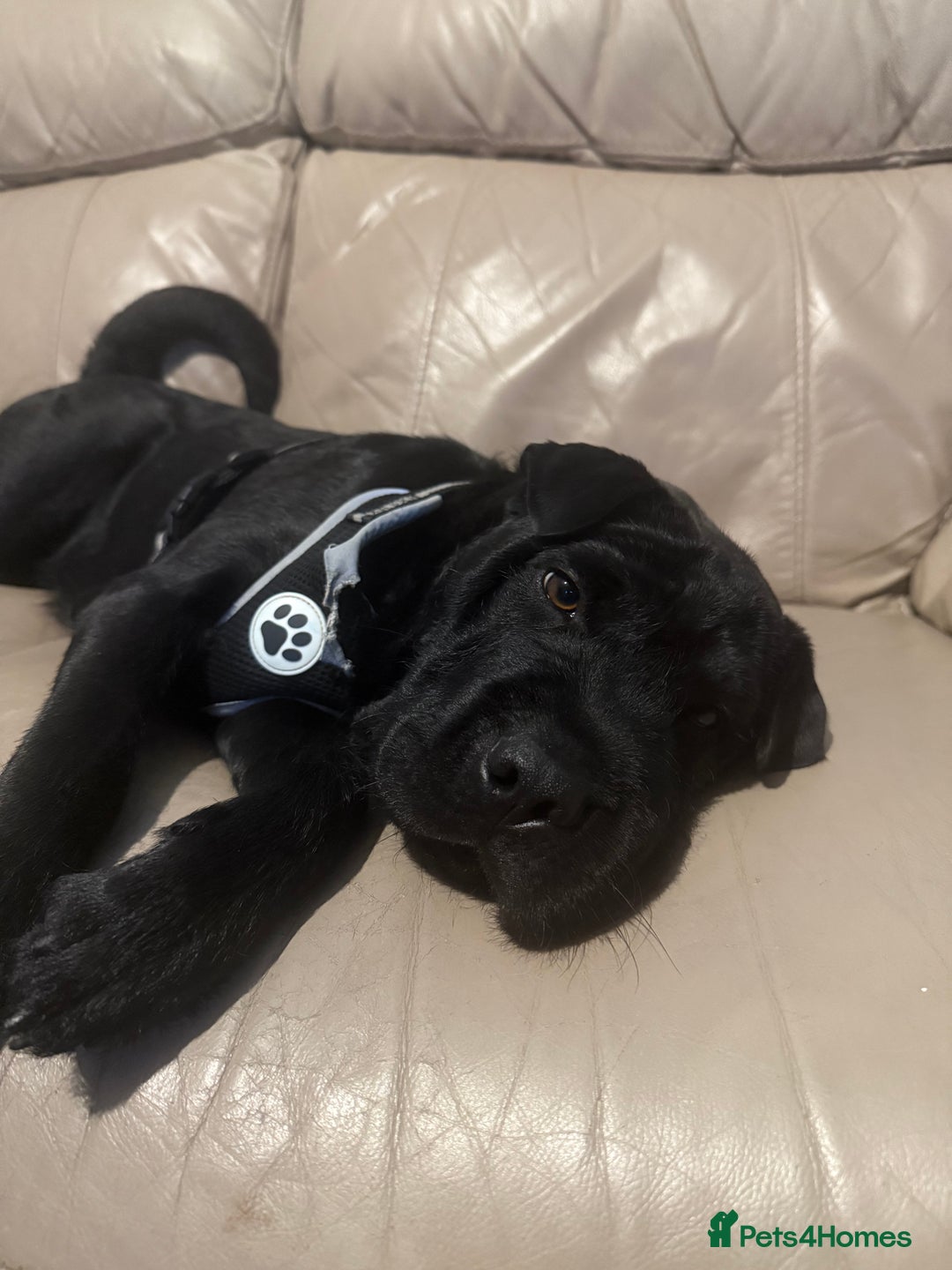Shar Pei dogs for sale: shar pei - Image 1